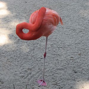 Carribean Flamingo