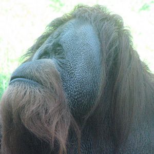 Orangutan