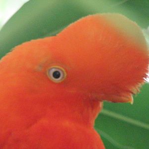 Andean cock-of-the-rock