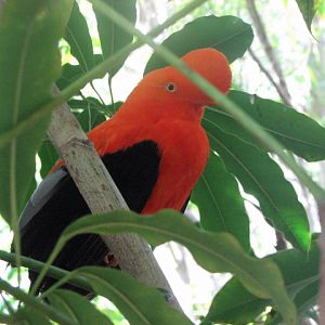 Andean cock-of-the-rock