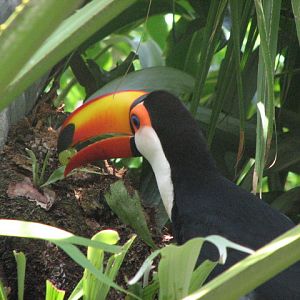 Toco Toucan