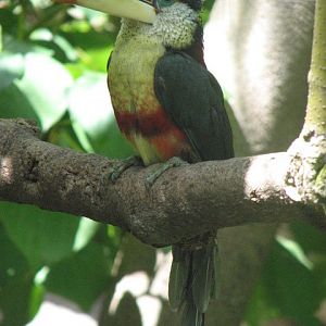 Curl-crested aracari