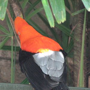 Andean cock-of-the-rock