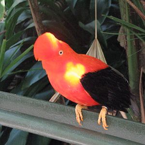 Andean cock-of-the-rock