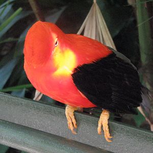 Andean cock-of-the-rock