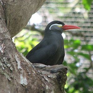 Inca Tern