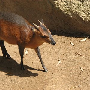 Red-flanked duiker