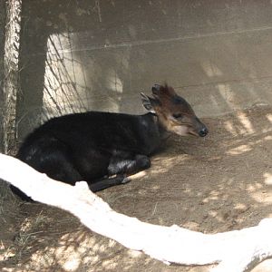 Black duiker