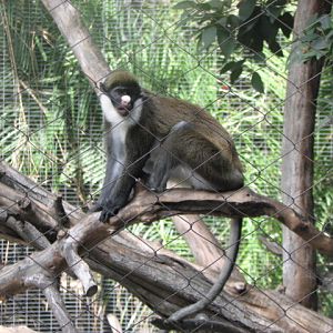 Lesser Spot-nosed Monkey