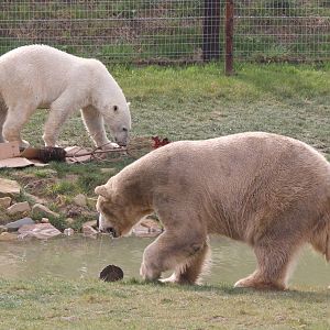 Victor and Pixel 30-3-15