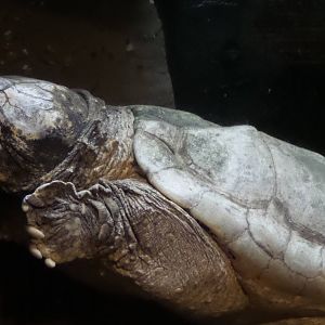 Huge Alligator Snapper