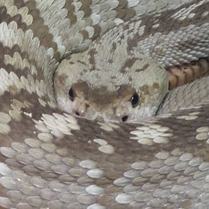 Blacktailed Rattlesnake