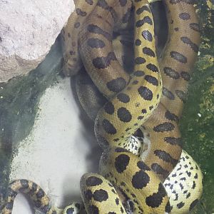 Green Anacondas Mating
