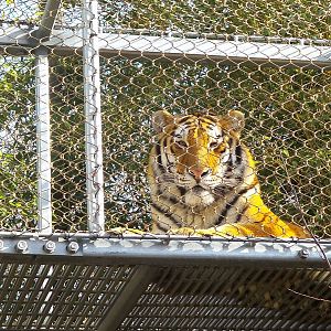 Zoo 360 Amur Tiger