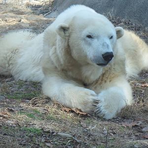 Polar Bear