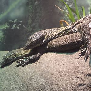 Merten's Water Monitor