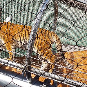 Zoo 360 Amur Tiger