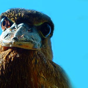 Oct. 2014 - Mahler Family Aviary - Boat-billed Heron