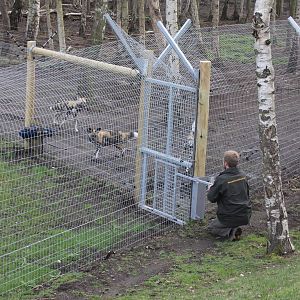 Who let the dogs out? (Adam actually!) 31-3-15