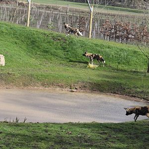African Hunting dogs exploring their new area. 31-3-15