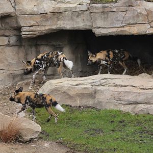 African hunting dogs exploring the dens. 31-3-15