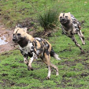 Hunting dogs in full flight.31-3-15