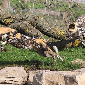 African hunting dogs leaping through the trees 31-3-15