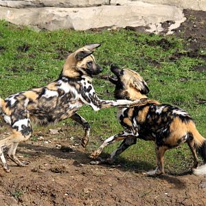 Play-fighting hunting dogs 31-3-15