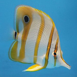 Copperband butterflyfish