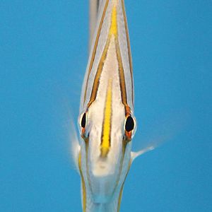 Copperband butterflyfish