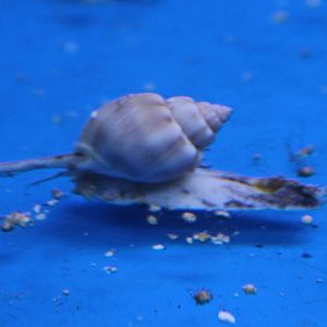 Sea snail ID
