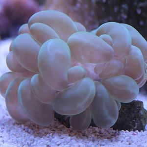 Bubble coral