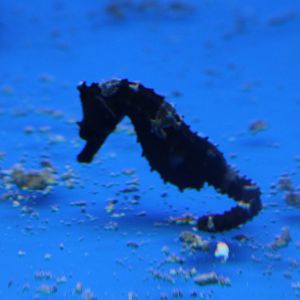 Sea horse ID