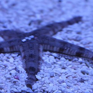 Sand sifting starfish