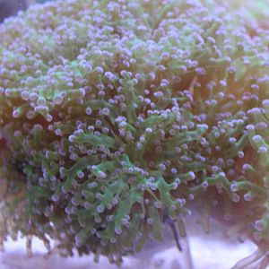 Sea anemone ID