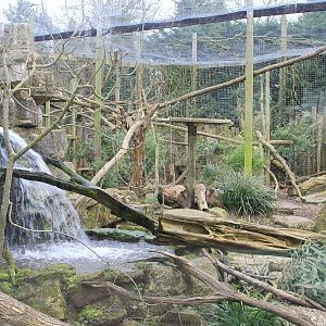 Carpathian Lynxs enclosure.