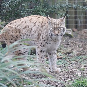 Carpathian Lynx (Lynx lynx carpathicus)