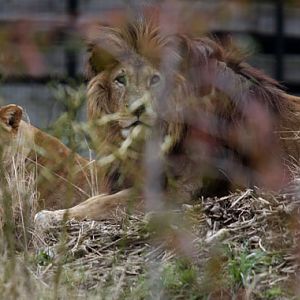 african lions