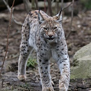 european lynx