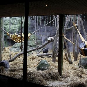 Western Lowland Gorillas enclosure