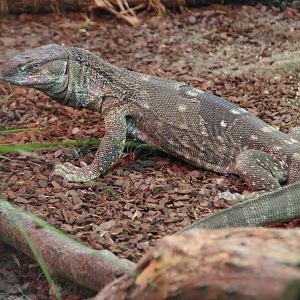 Black-throated Monitor (Varanus albigularis ionidesi), March 2015