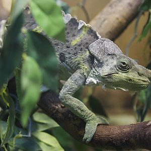 Meller?s Chameleon (Chamaeleo melleri), March 2015