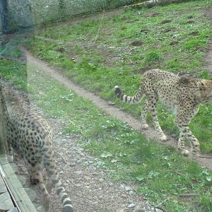 Cheetahs, 1 April 2015