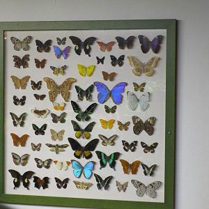 Butterfly Display