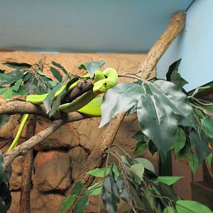 Eastern Green Mamba