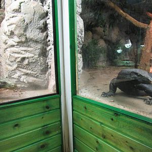 Papuan Monitor and Southeast Asian Water Monitor