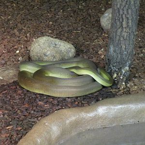 Papuan Python
