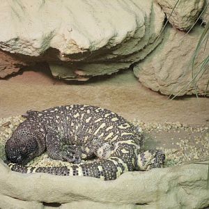 Rio Fuerte Beaded Lizard