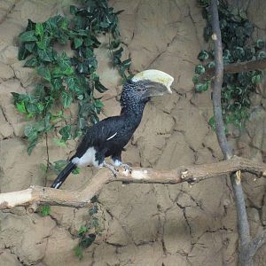 Silvery Cheeked Hornbill