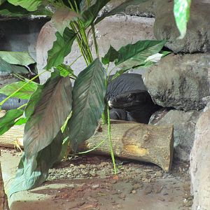 Southeast Asian Water Monitor